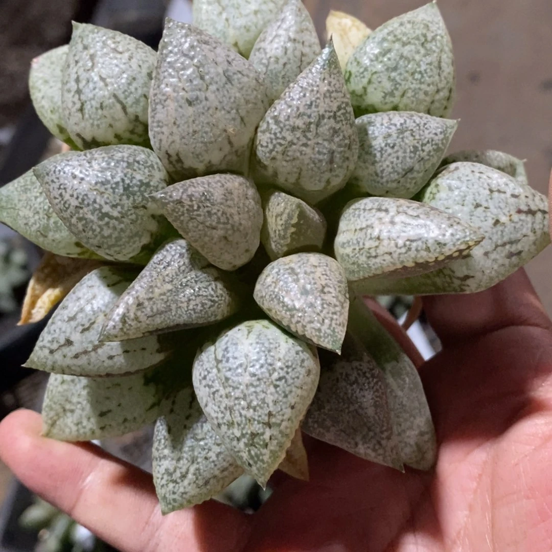 溜***佛13118 一颗白银 粉丝588号福利