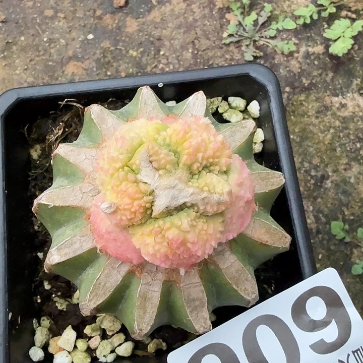 无花朵606哥怒牡丹锦东三