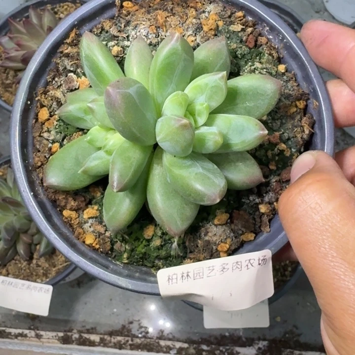 美人杂交  一物一拍