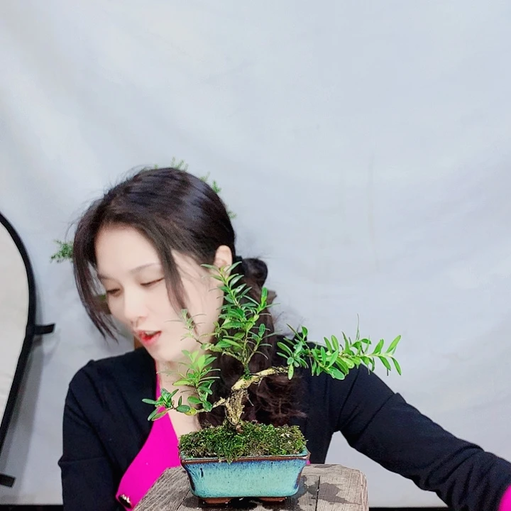 无花朵寂**狼皱皮雀舌黄杨盆景