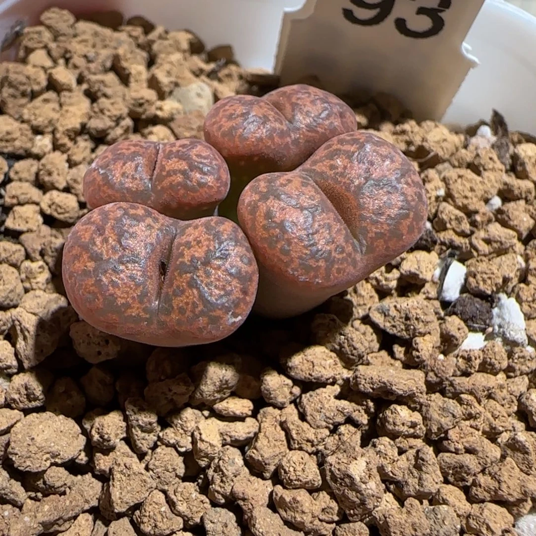 肉锥多肉植物组合-6km绒面红勋章333