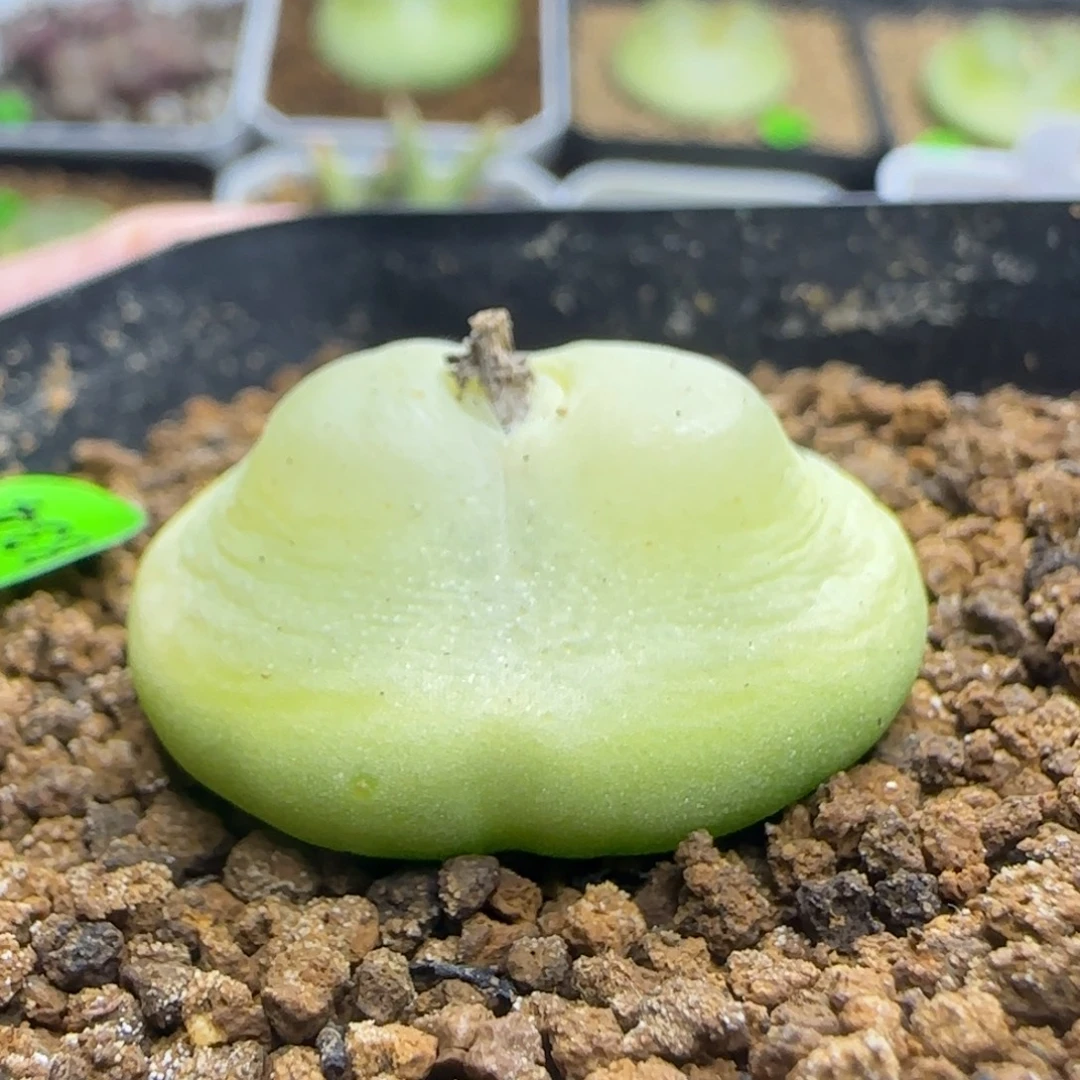 磨砂拉登2.9+多肉834