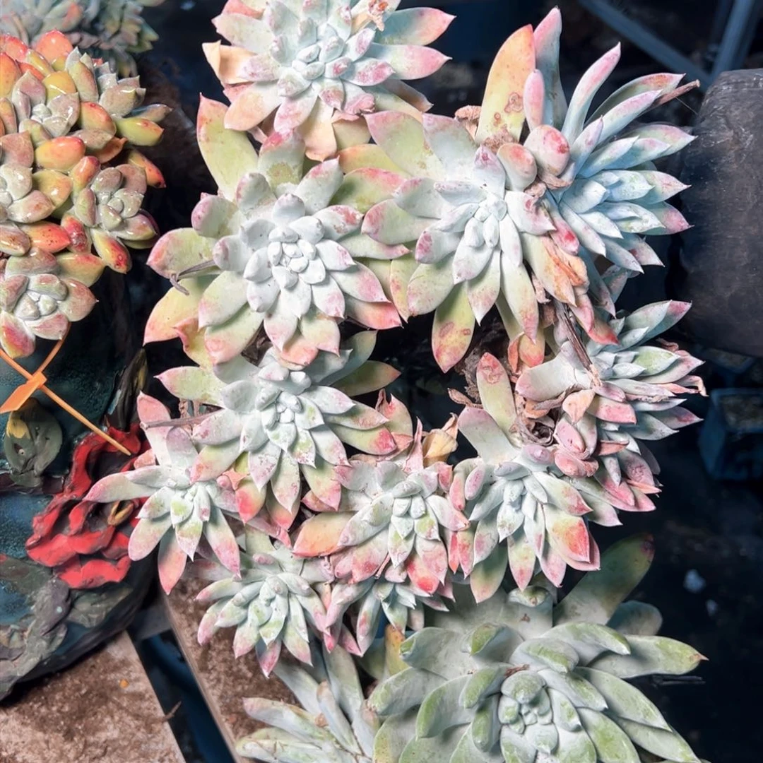 7560还是哈哈哈哈哈哈哈