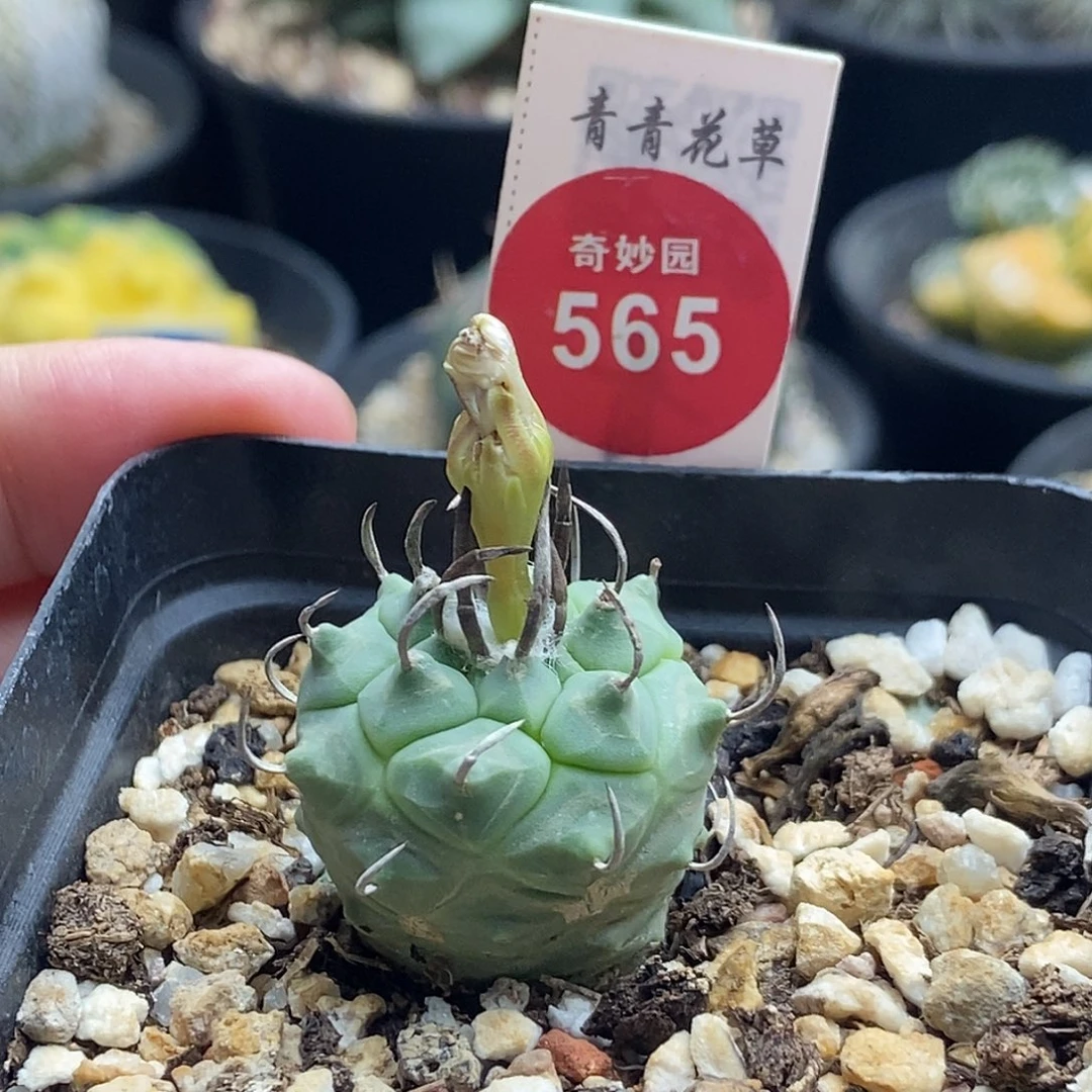 悠***团碳刺升云龙娇丽2.6cm