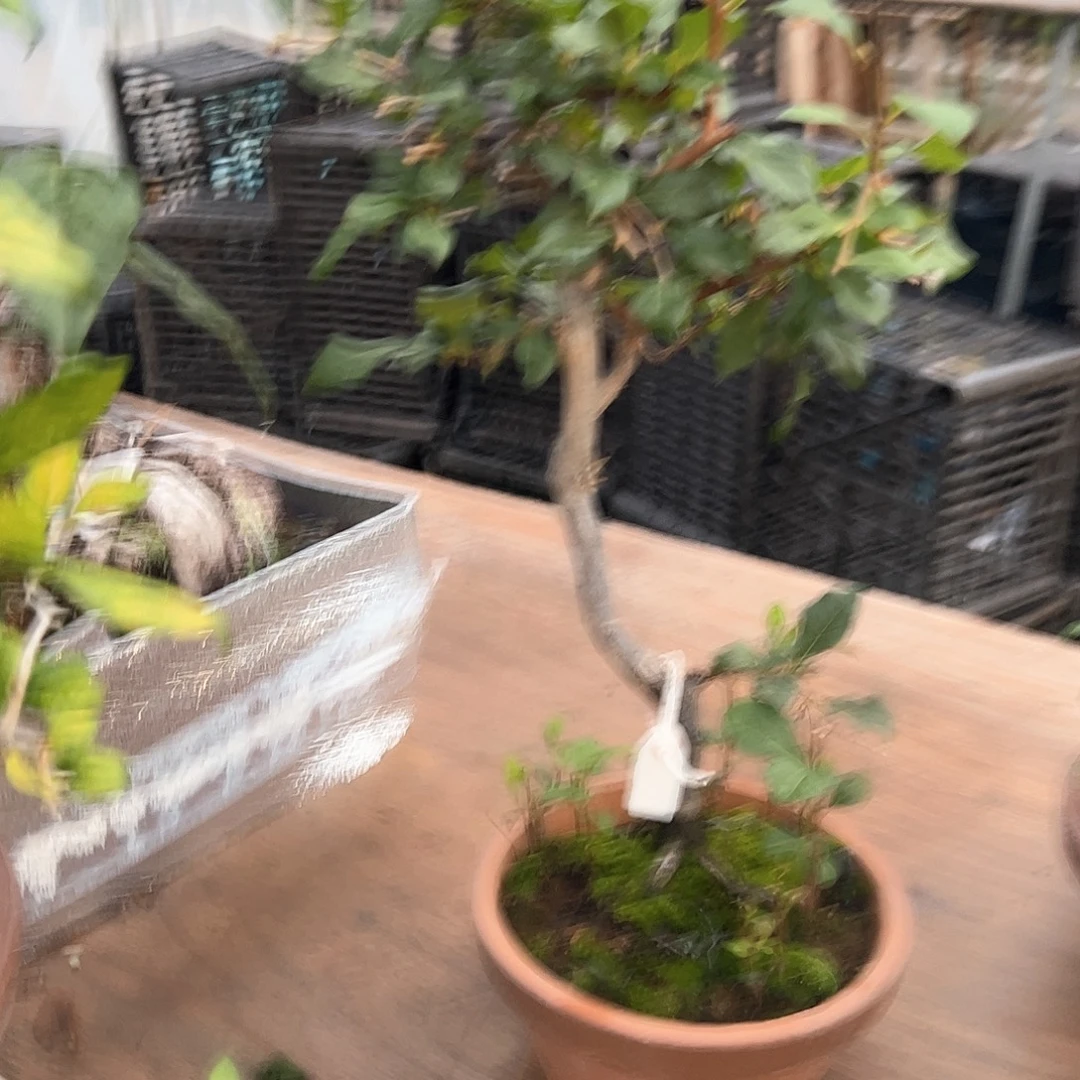 无花朵盆景不包邮98639