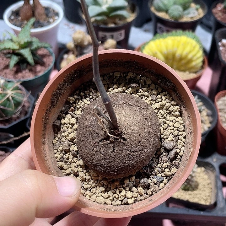 547南非龟甲龙块根