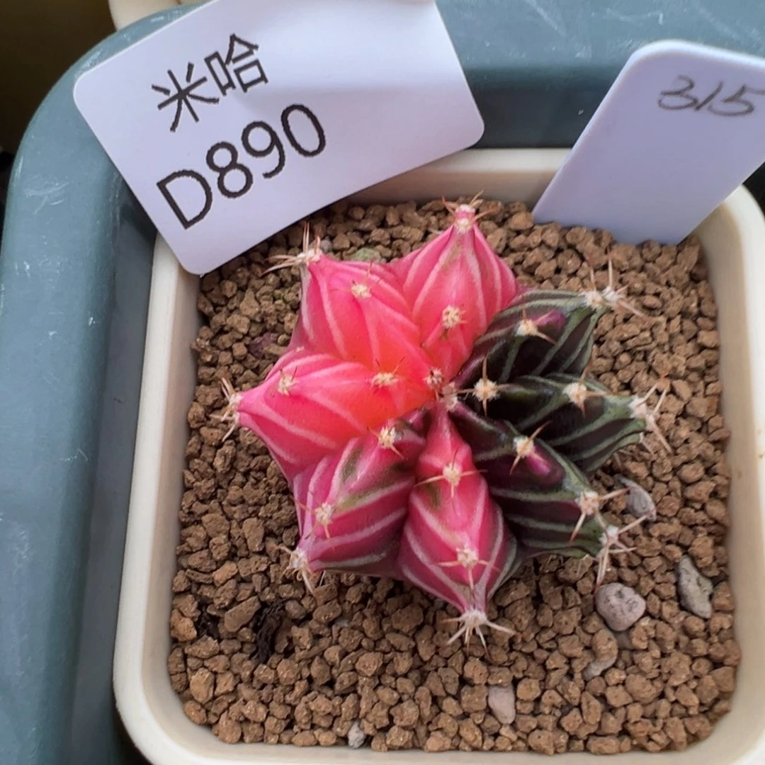 890 好看的米哈冲冲冲