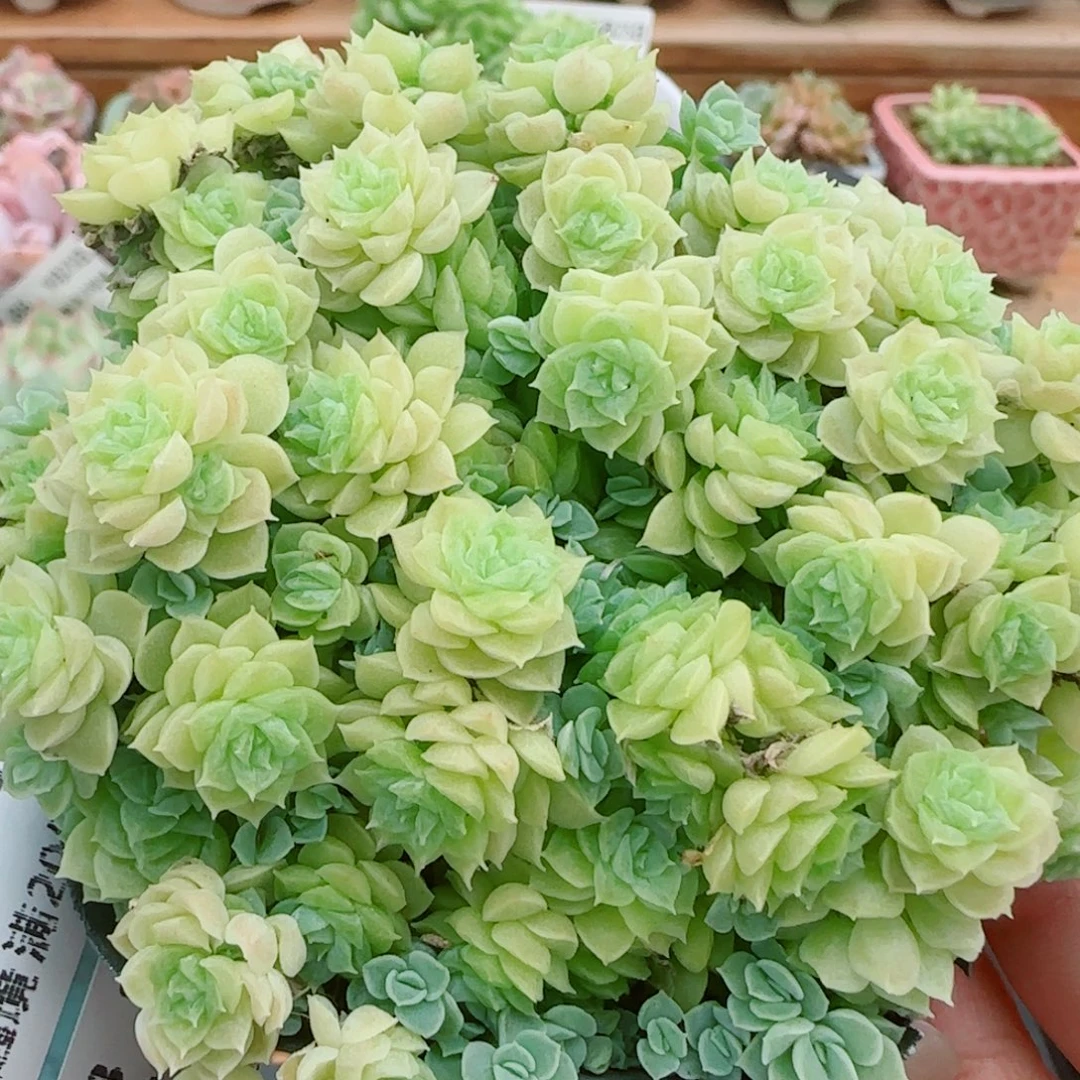 花语逸镜0925-96散