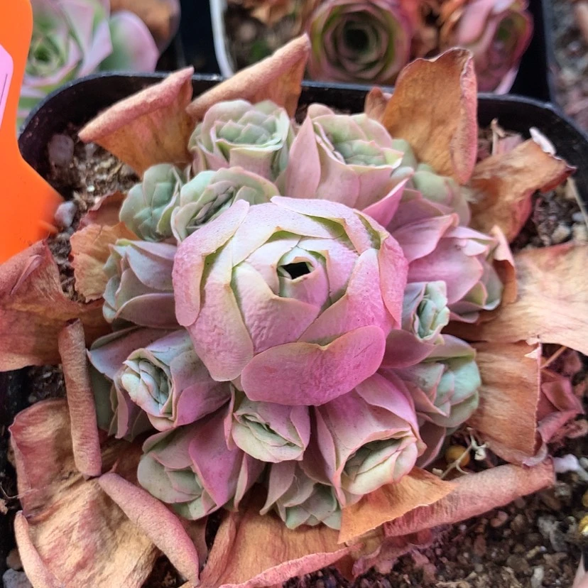 【闪购商品】紫芙729