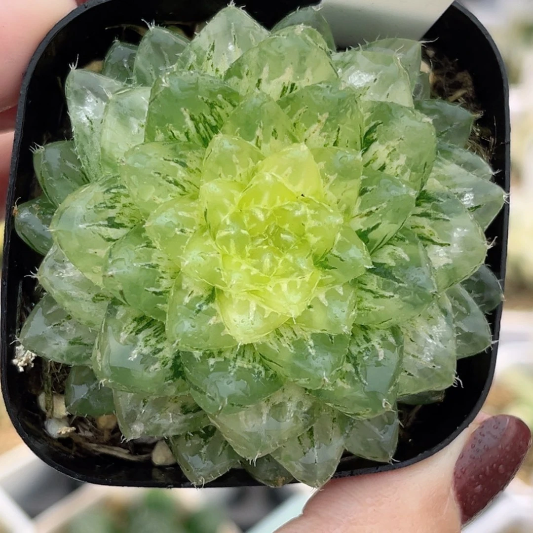 50翠云锦福利专场