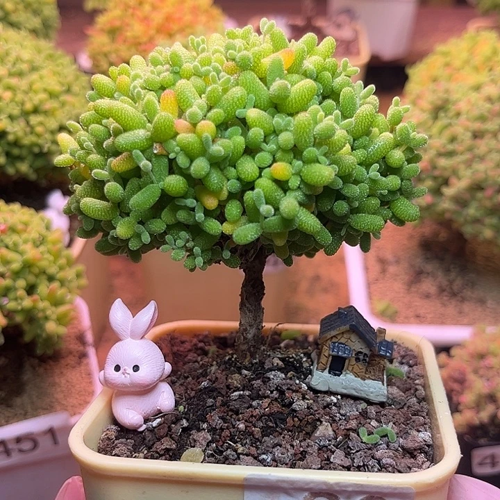 无花朵190金桔糖球