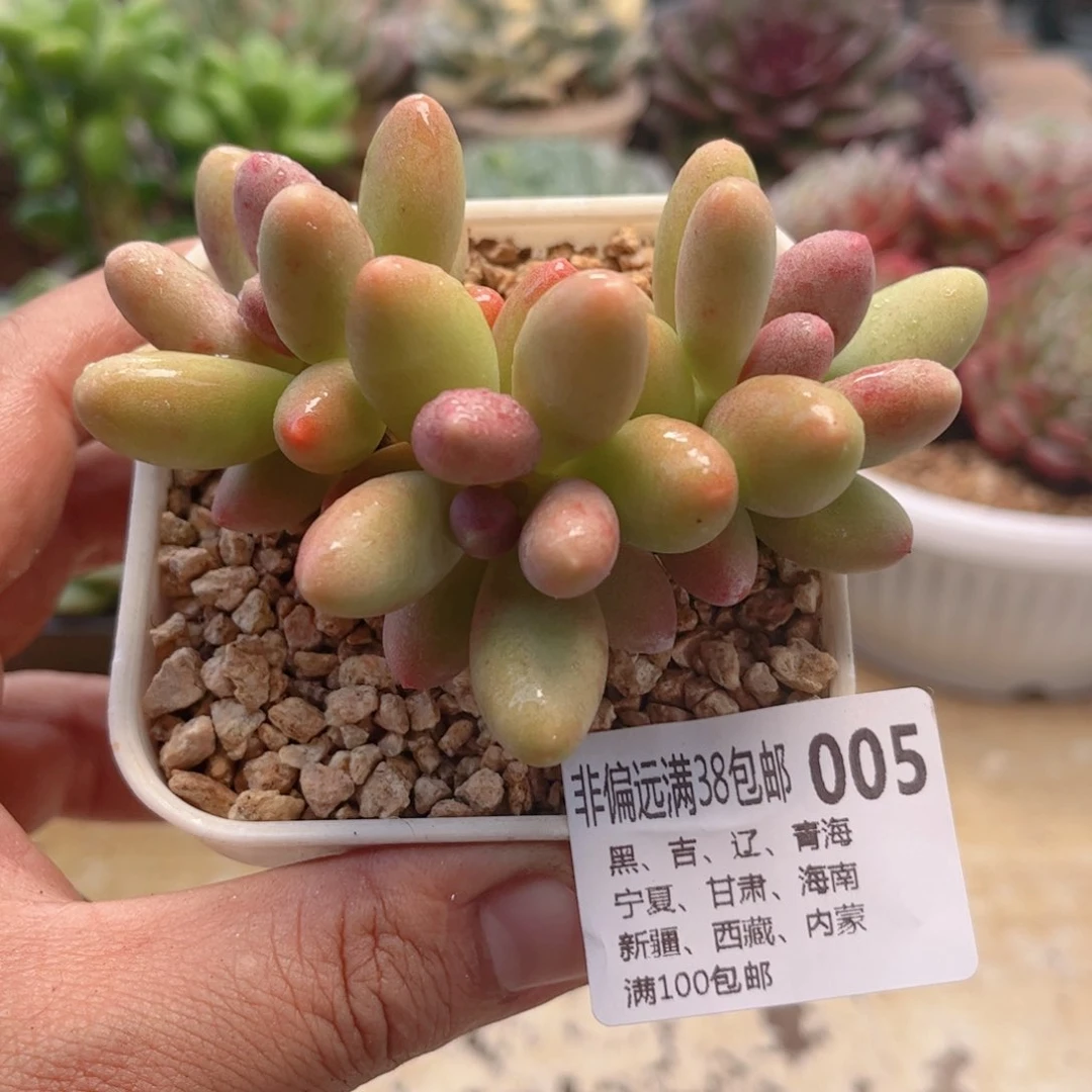 005糖果美人德华多肉