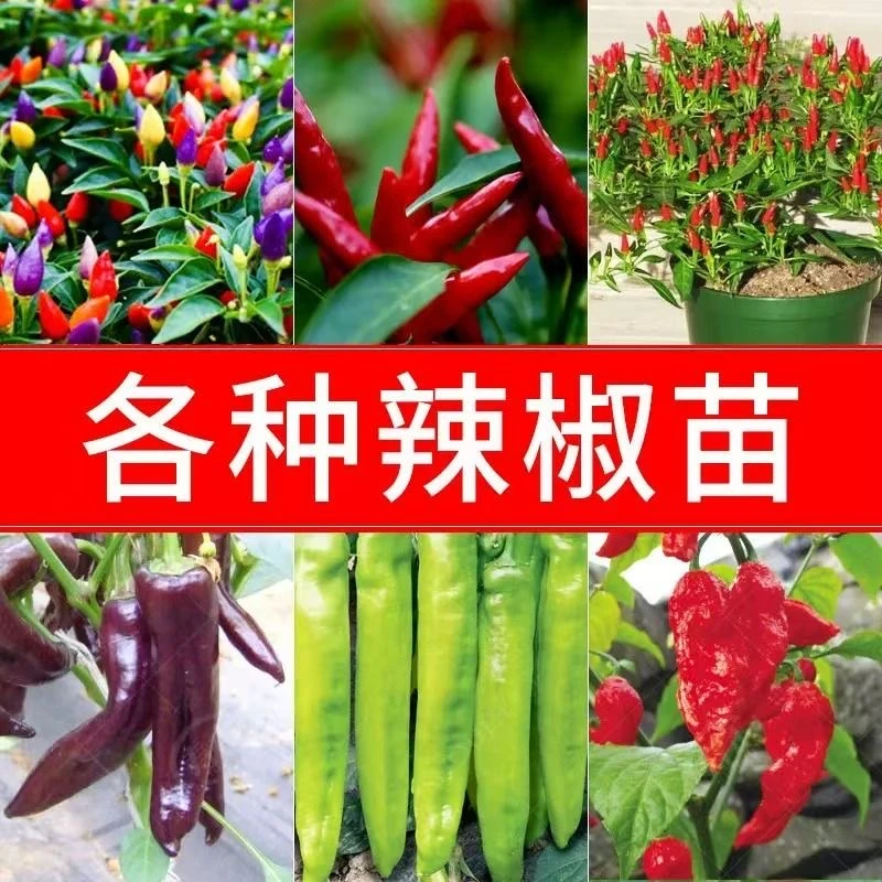辣椒种苗薄皮椒螺丝椒长线椒灯笼椒朝天椒小米椒甜椒四季秧苗种植