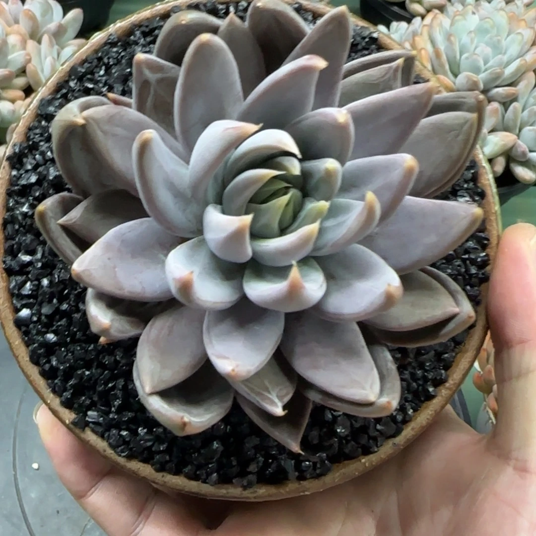 战神单头多肉，发货点延迟