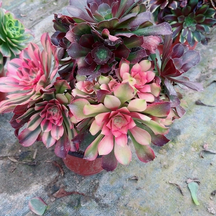 759洛神多肉一只