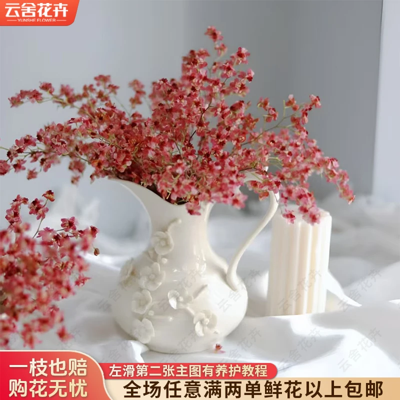 【云舍花卉】10-15【红色】梦香兰盆栽【带盆发货】任意两单及以上包邮