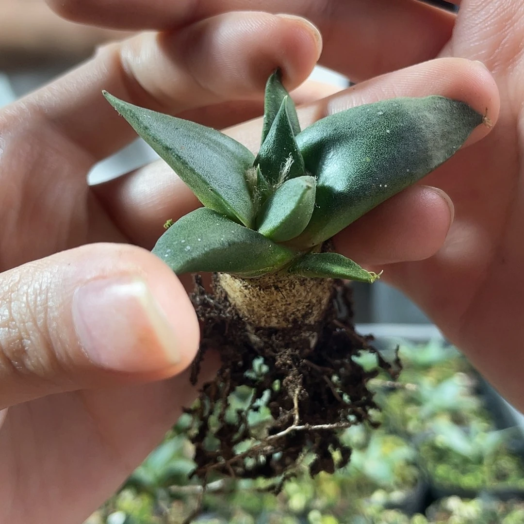 4cm实生超细尤龙牙牡丹萝卜根