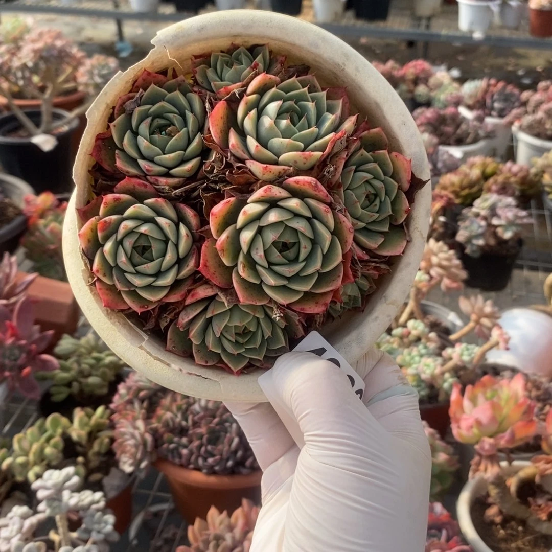 4380橘子冰一物一拍