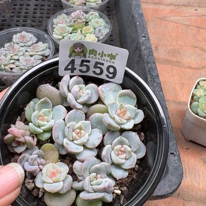 ****瑰多肉植物多肉植物