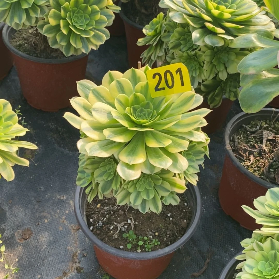 金丝翡翠多肉法师201