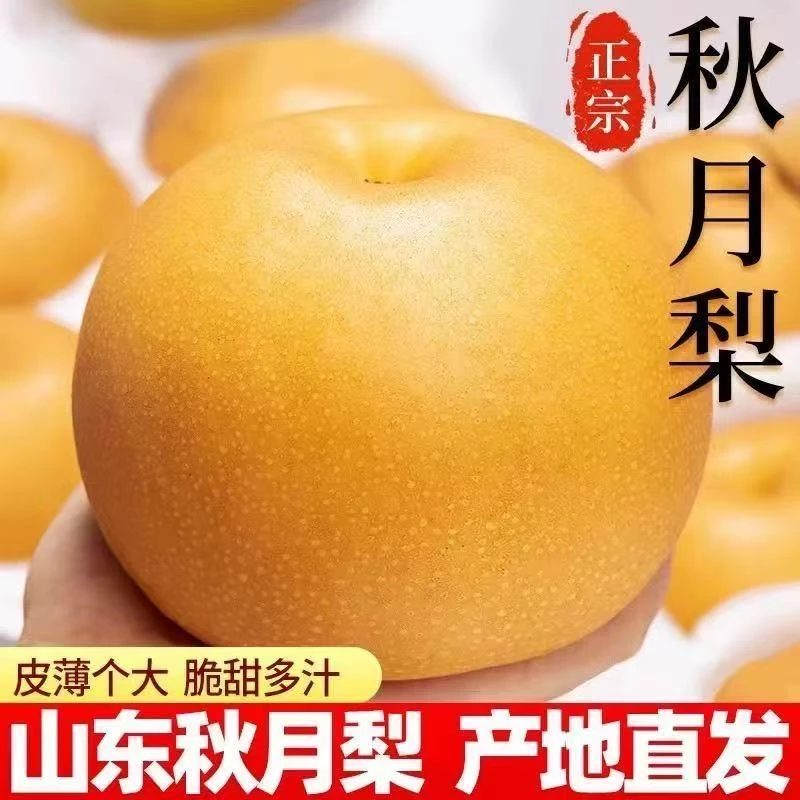 正宗冰糖秋月梨新鲜水果山东梨子当季整箱包邮孕妇秋月梨