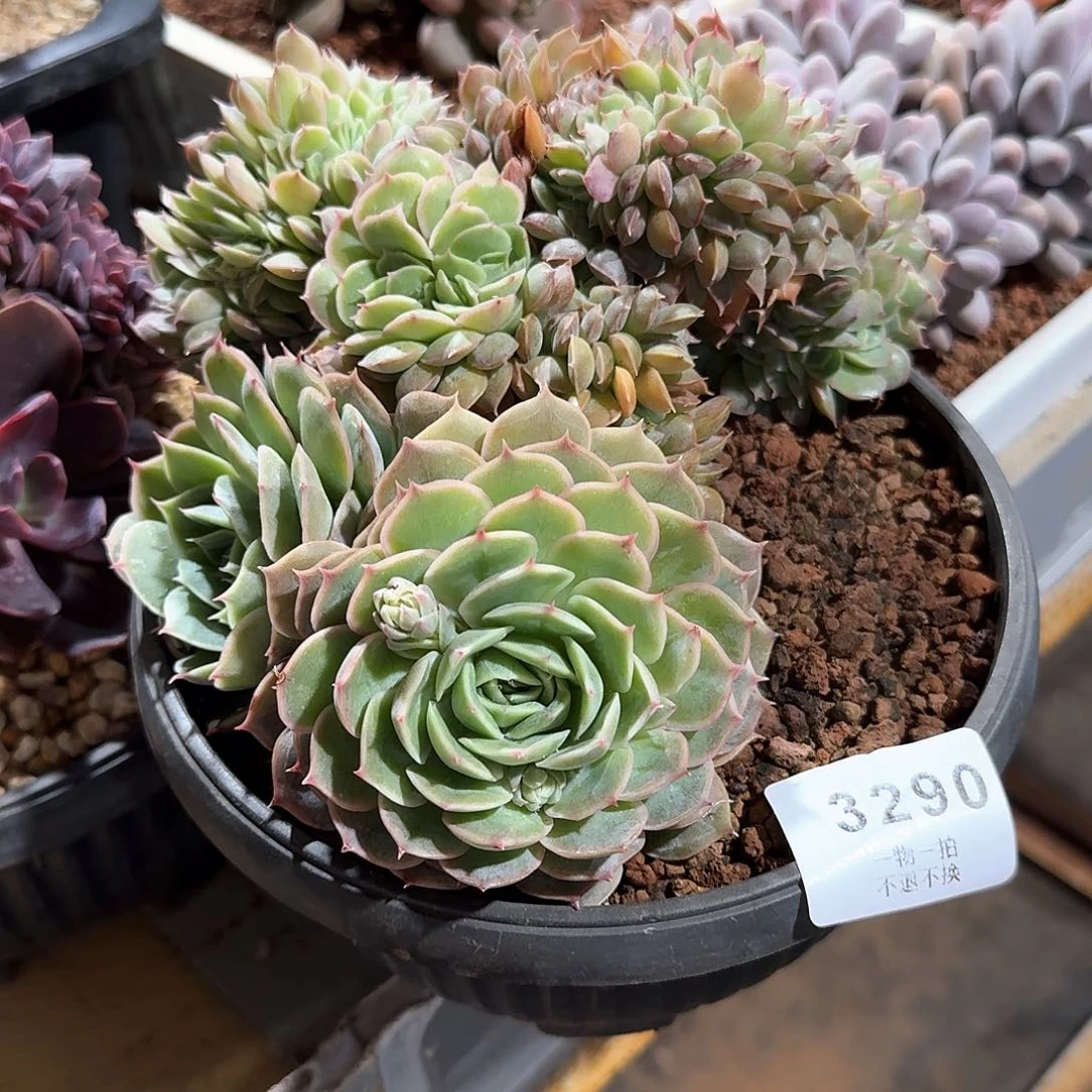 清***行3290号昂斯诺缀化