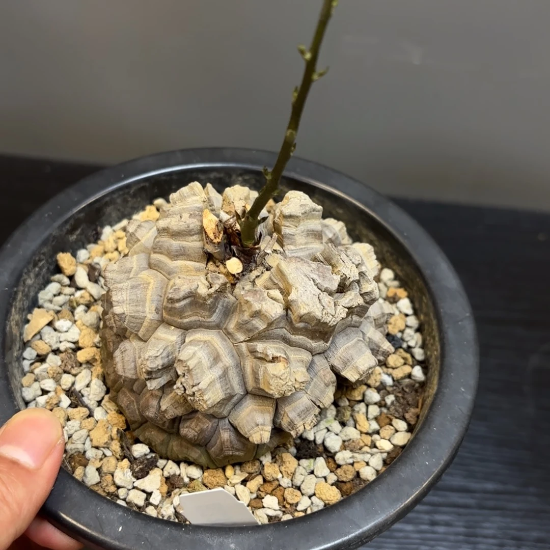 4 号日系南非龟甲龙