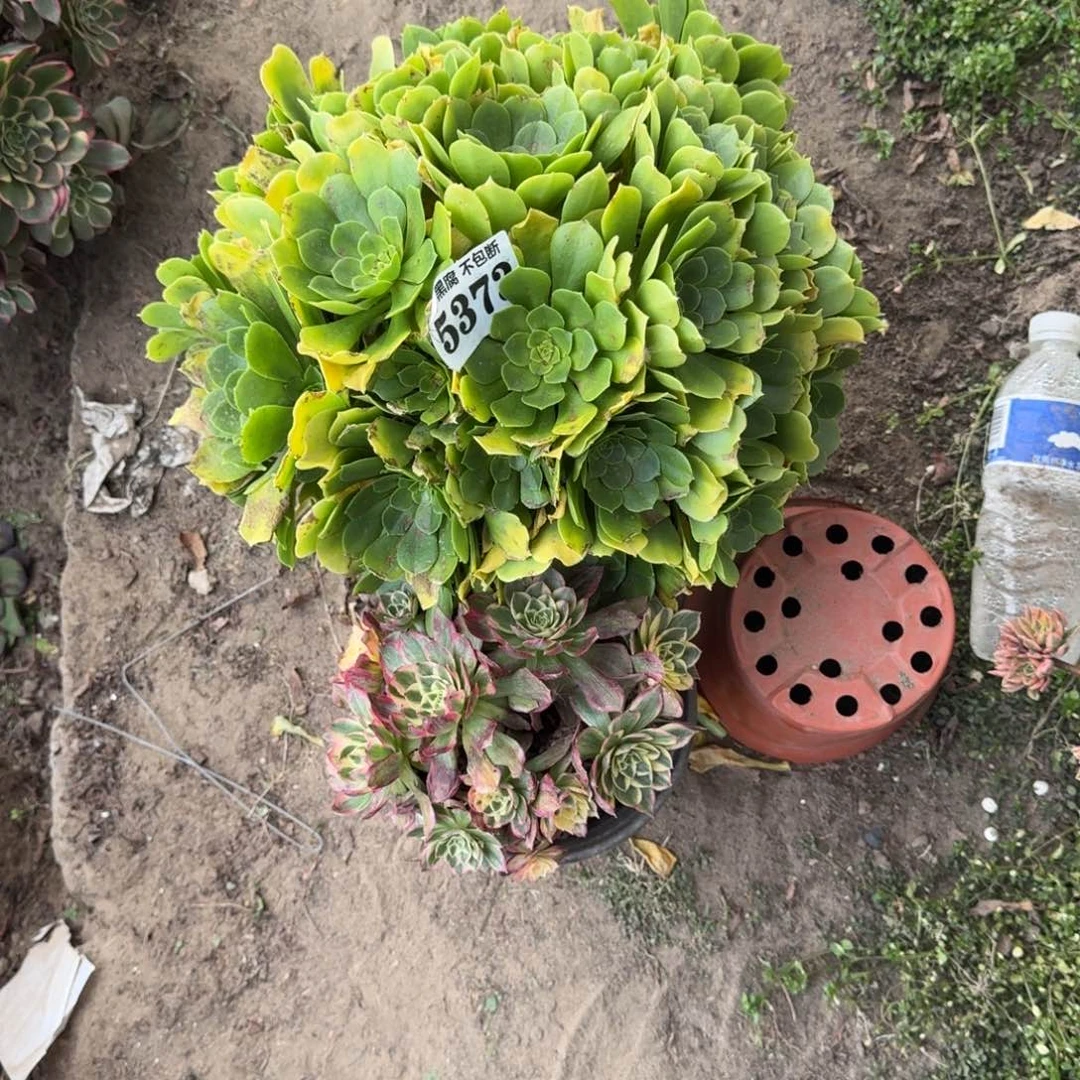 法师两颗5372 16-7