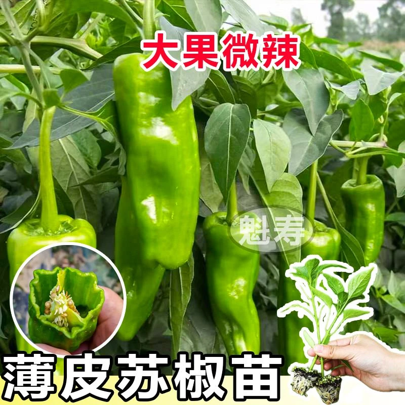 寿光大果薄皮辣椒苗秧皱皮辣椒苏青椒香辣脆嫩高产盆栽阳台带土球