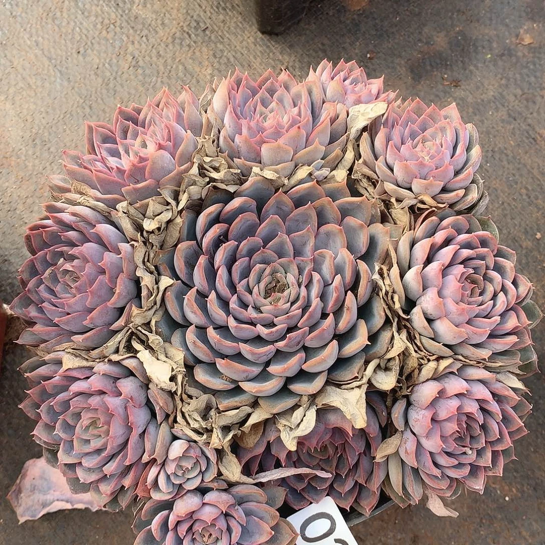 023猎户座 一物一拍多肉