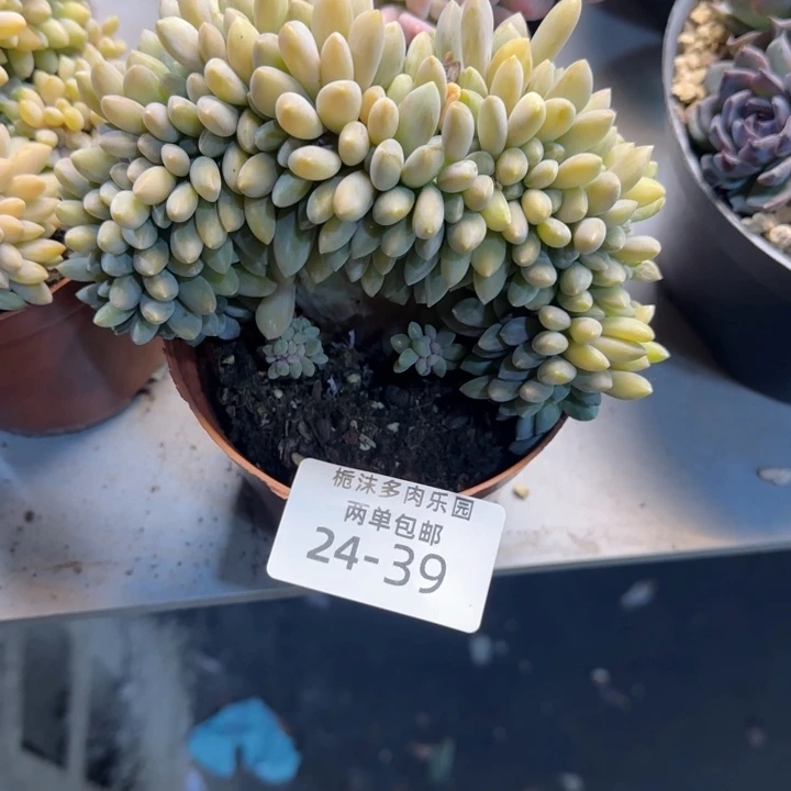 警***汤24-39美人缀多肉植物