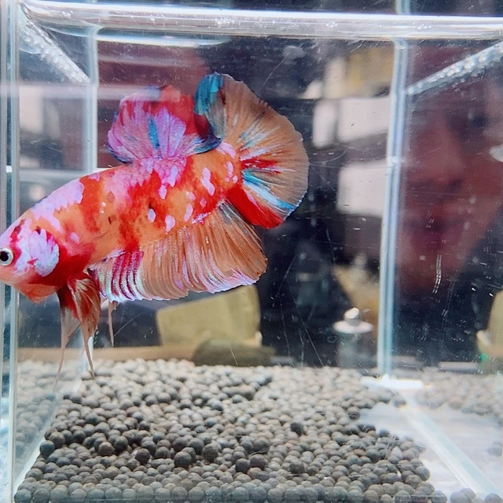 斗鱼黑75号巨斗将军