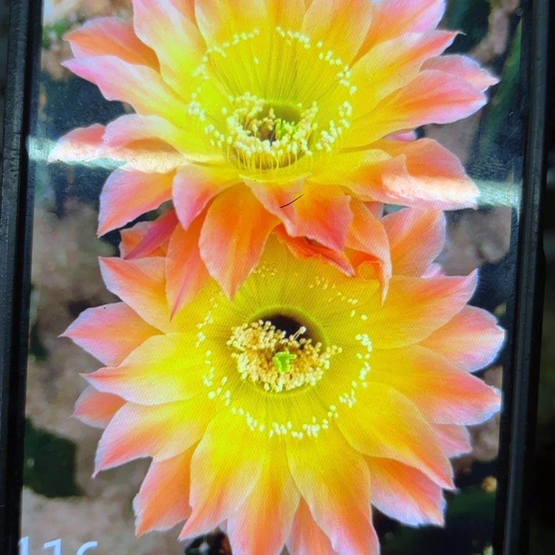 116彩侧牙20包邮仙人球3