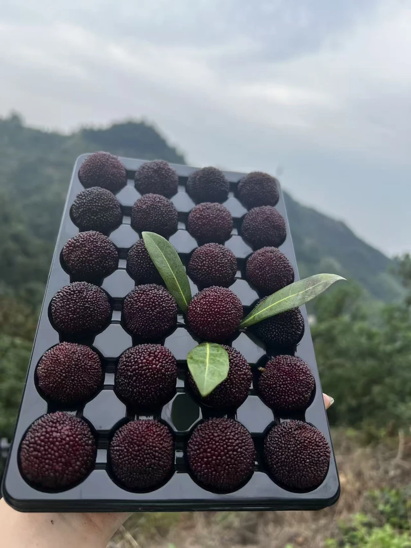 【仙居荸荠杨梅】大果荸荠杨梅现采现发氮气颗粒包装12克