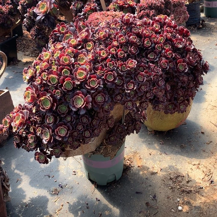欧朵朵瑕疵脱土包顺丰