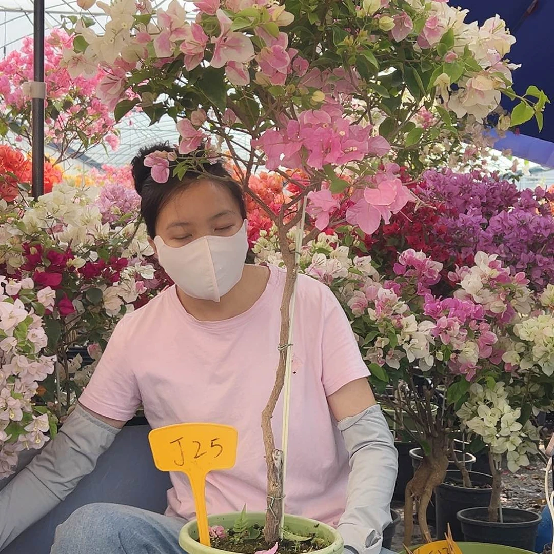 牛***泡大部分花苞少量开放J25广红樱