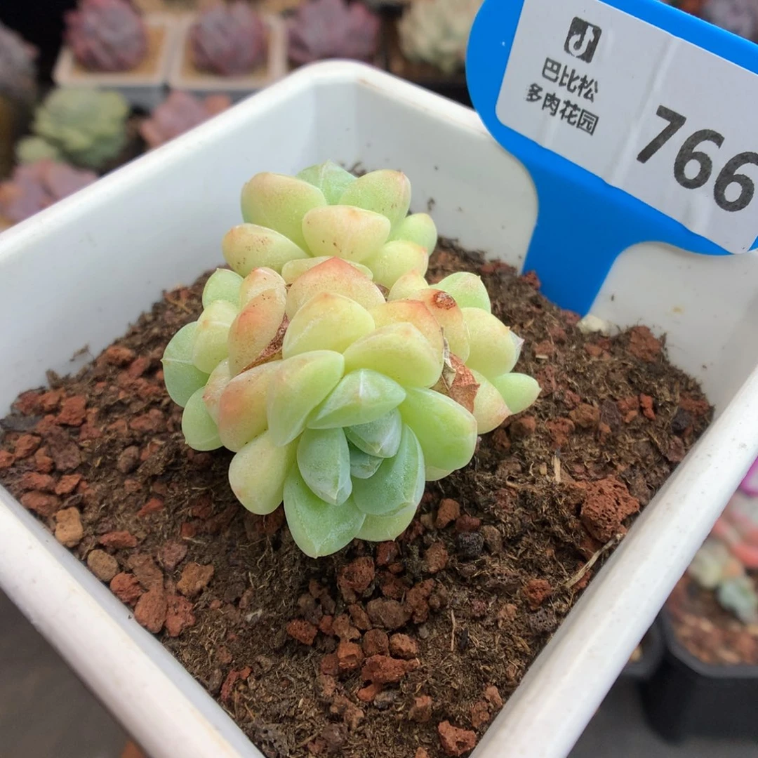 767翡翠冰玉四头多肉