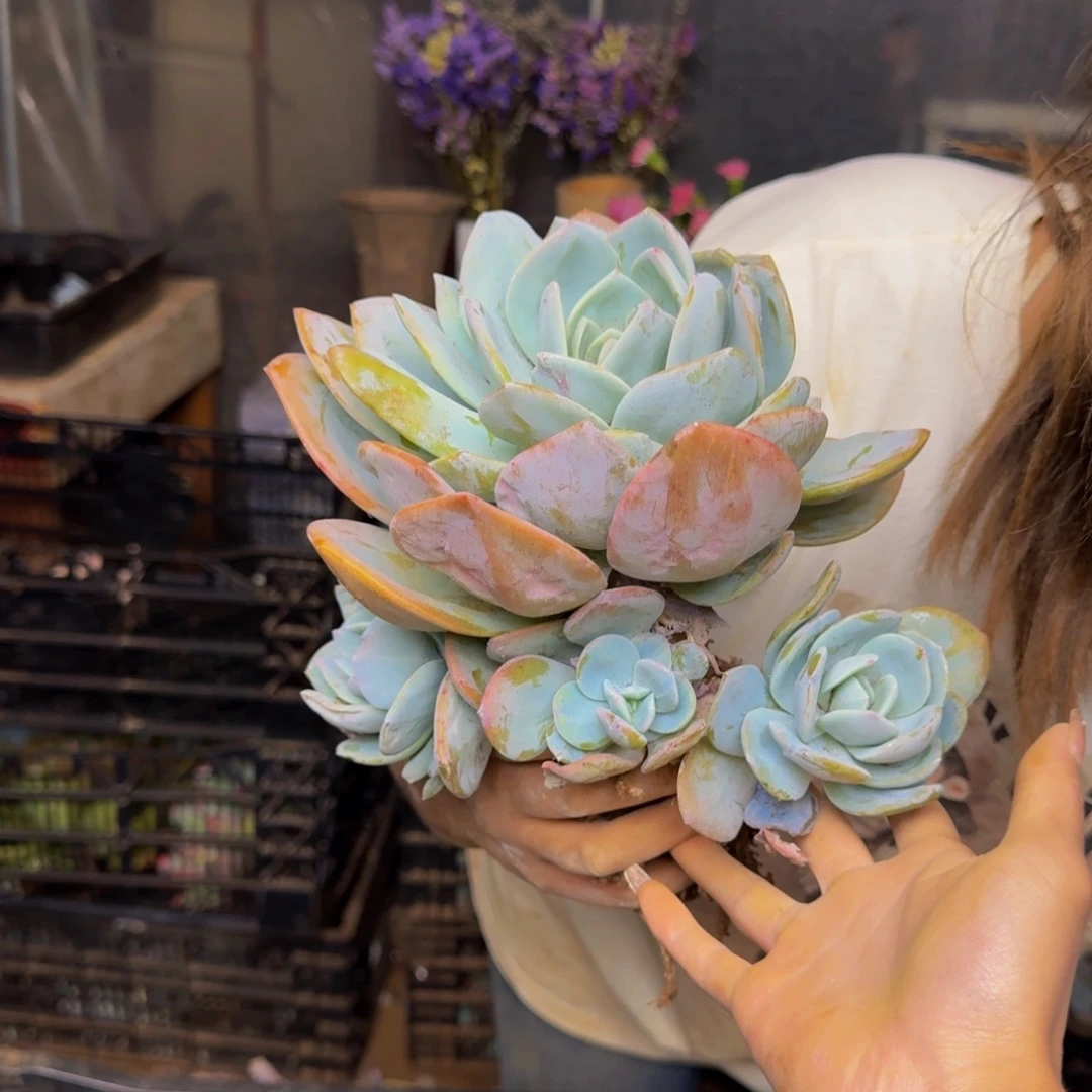 雁***肉奶茶 一颗 不包损77号