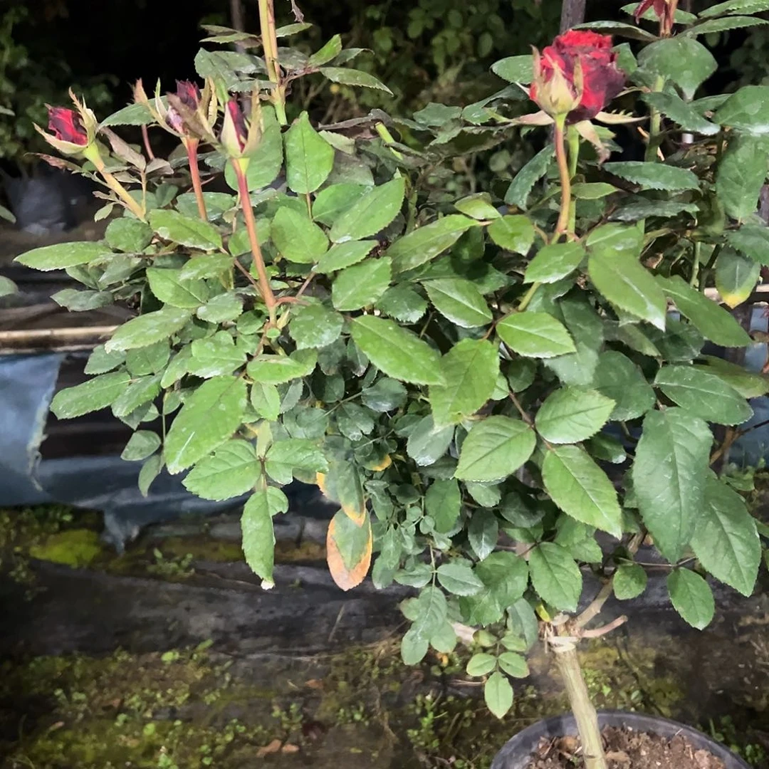 无花朵一物一拍46号