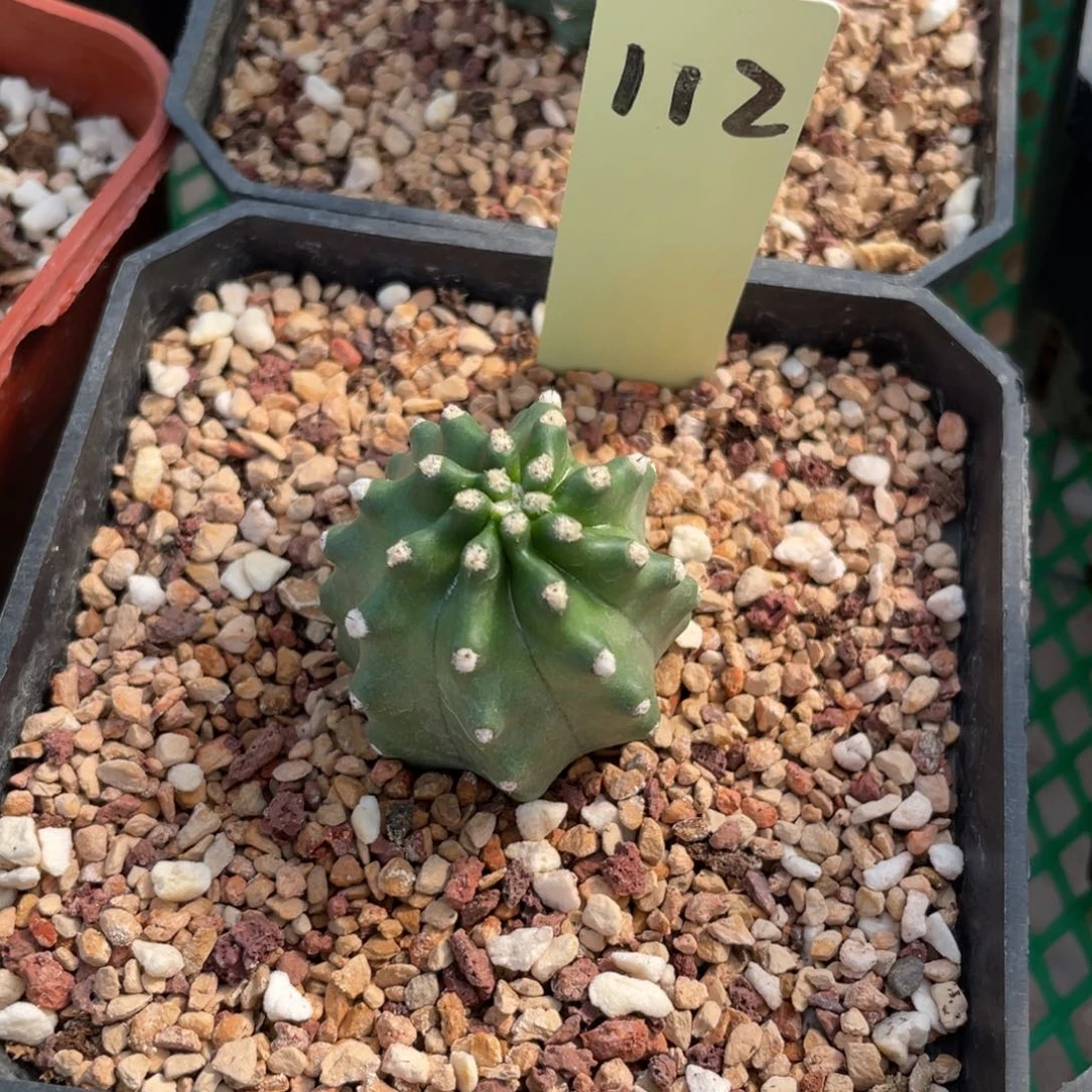 鹿角柱实生仙人球鬼见城