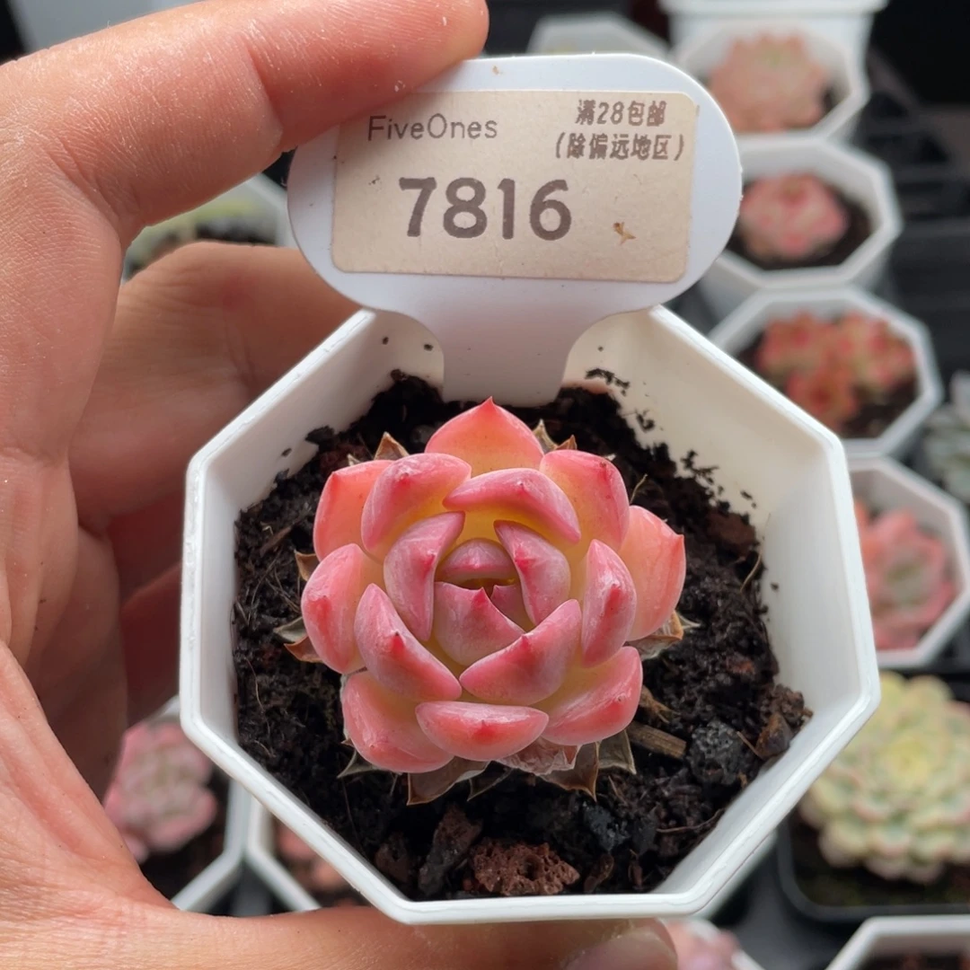 卡洛琳7816-3.5厘米
