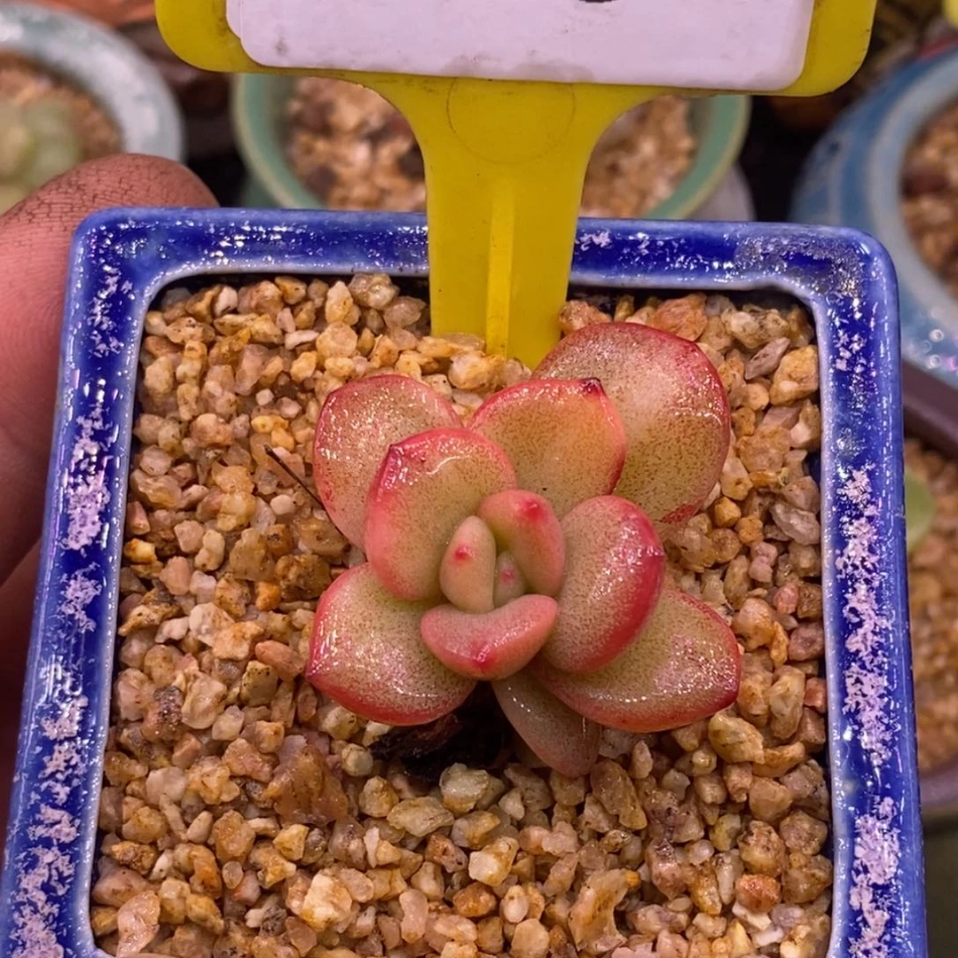 498奶茶锦，拉丝锦……