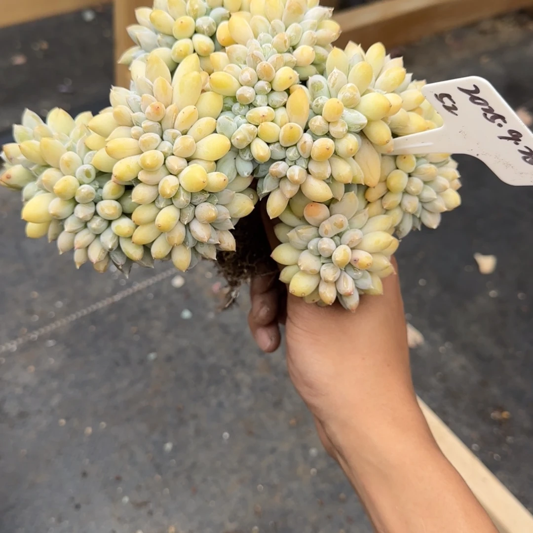 一物一拍黄胖体哥特大缀52