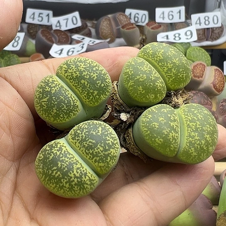 496雪花纹福利11111111