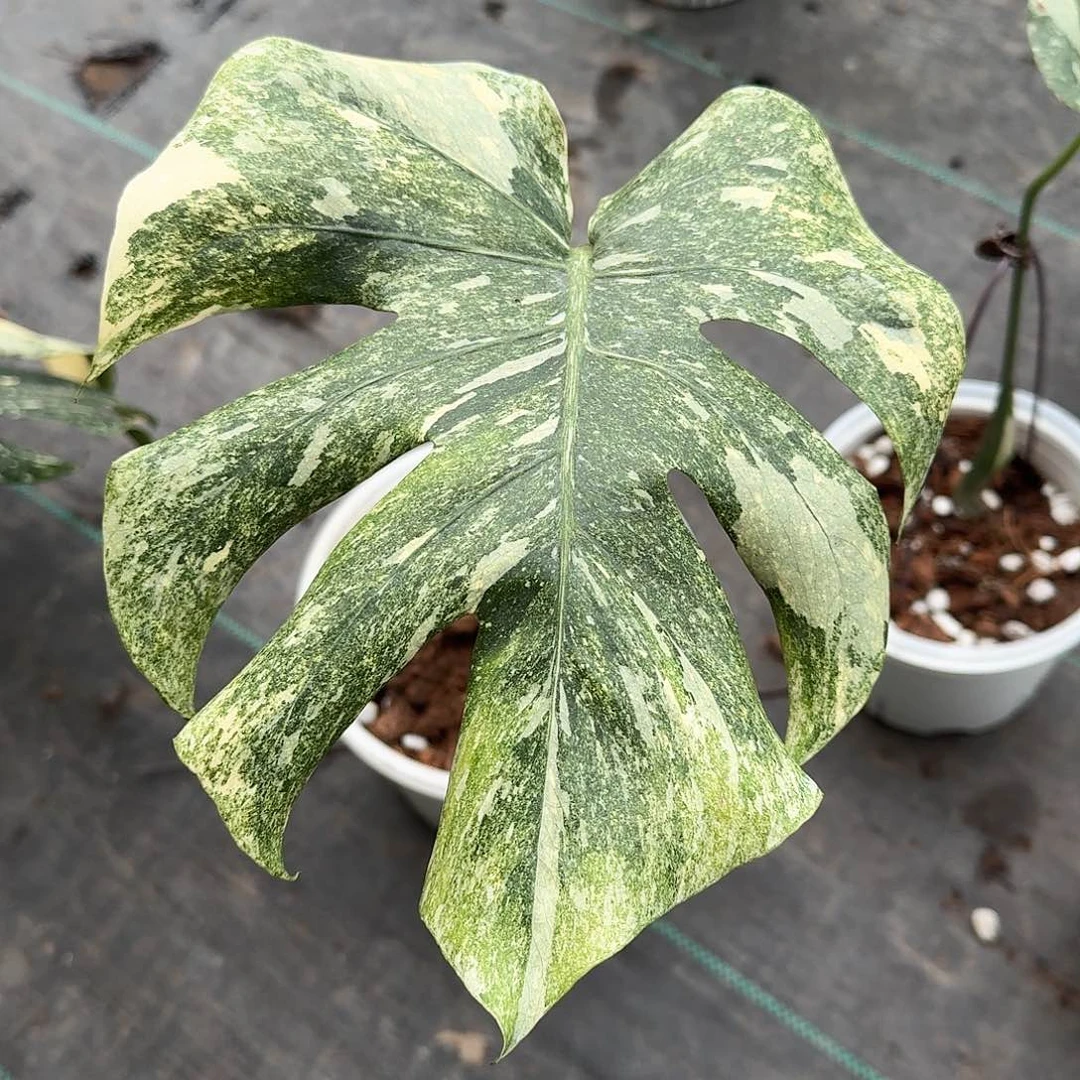 无花朵蜡***?绿雪单叶R4