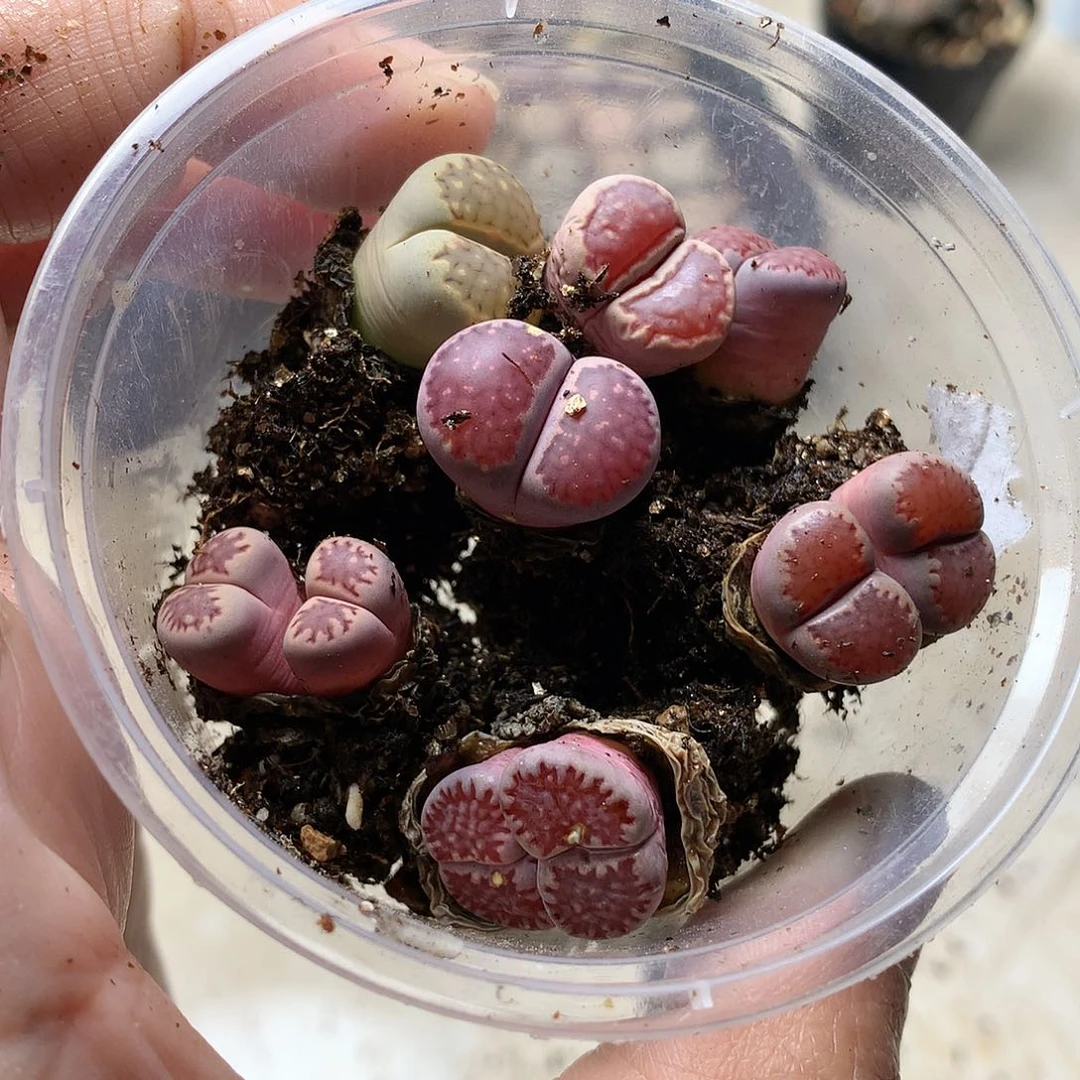 kP408多肉植物保护研究所