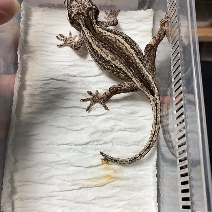 盖勾亚守宫盖勾压可爱成 体