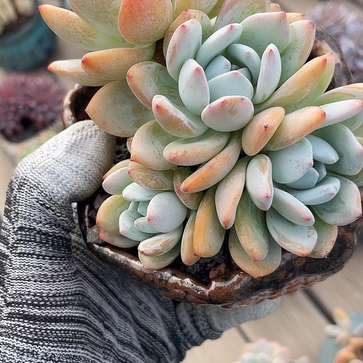 多肉植物多肉植物