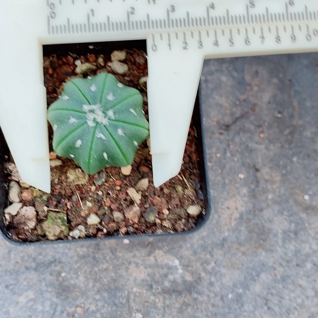 实生海星兜一物一拍
