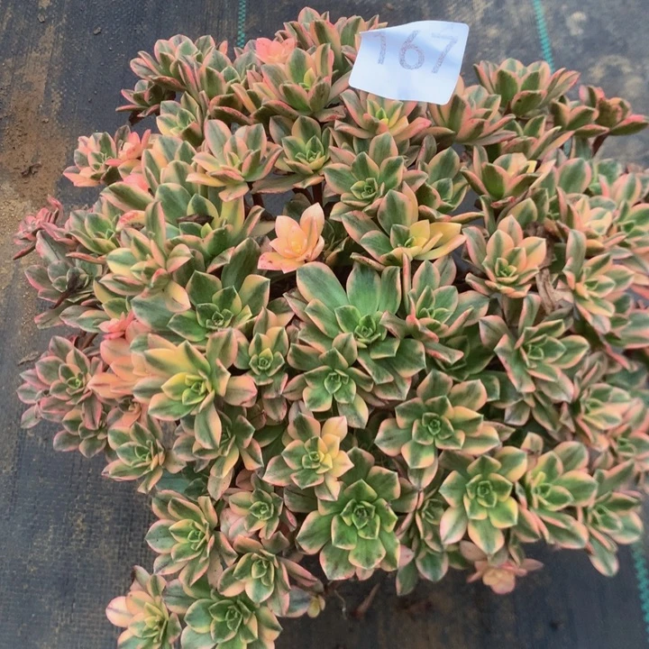 167甜茶多多肉植物